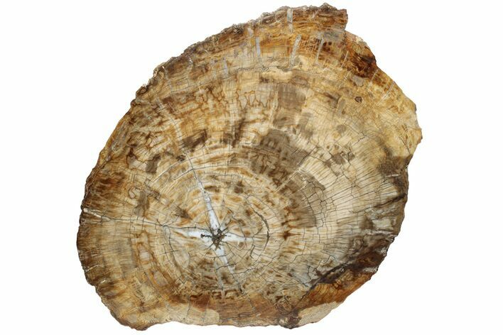 Stunning, Petrified Wood (Araucaria) Round - Madagascar #226559